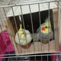 عروس هلندی مولد