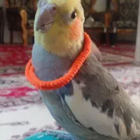 عروس هلندی گم شده