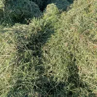 یونجه اخر چین خالص|خدمات باغبانی و درختکاری|سنندج, |دیوار