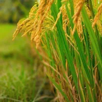 برنج درجه یک خالص و با کیفیت و عطری(کشاورزم)|خوردنی و آشامیدنی|محمودآباد, |دیوار