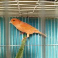 قناری‌سوخته‌ماده‌رد‌فاکتور‌نر