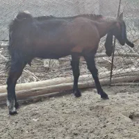 بز خوب|حیوانات مزرعه|برازجان, |دیوار