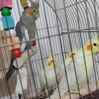 فروش عروس هلندی