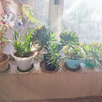 گل گیاه|گل و گیاه طبیعی|زیباشهر, |دیوار