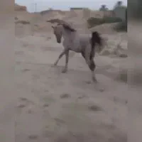 کره اسب نژاد خوب