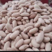 لوبیا کشاورزی