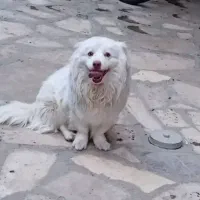 سگ خانگی شومیز