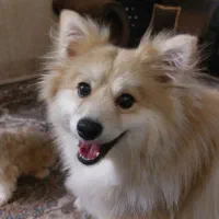 پت بازیگوش و خوشگل روباهی