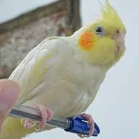 عروس هلندی ماده|پرنده|رشت, نیروی دریایی|دیوار