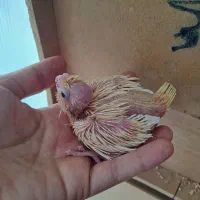 جوجه عروس هلندی|پرنده|خمینیشهر, |دیوار