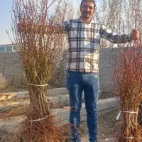 نهال بادام ممتاز پرفروش اعلاء