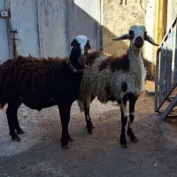 ۲تا بره قوچ