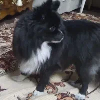 پامرانی  مالتیز