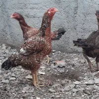 مرغ لاری