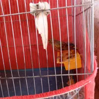 قناری|پرنده|ماهان, |دیوار