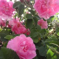 نیازمند کارگر گلچین
