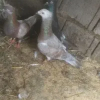 مسافتی گم شده