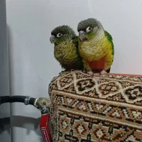 گرینچیک|پرنده|گناباد, |دیوار