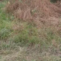 507مترزمین مسکونی باغی داخل بافت فروش فوری