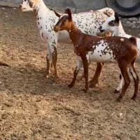 ناب و خارجی|حیوانات مزرعه|تهران, آرارات|دیوار