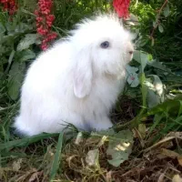 خرگوش لوپ نر چشم آبی
