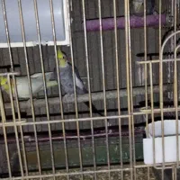 عروس هلندی|پرنده|رباط‌کریم, رباط‌کریم|دیوار