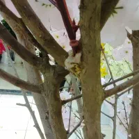 خریدار چوب انگور|خدمات باغبانی و درختکاری|نهاوند, |دیوار