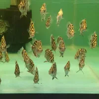 ماهی زینتی|ماهی|اسلامشهر, مطهری|دیوار