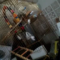 قفس مناسب برای پرنده های زینتی