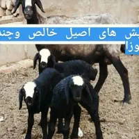 dseeie گوسفند شــ.ـال بره ارسـ.ــالی قزویــ.ــن
