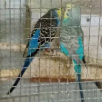 جفت مولدبا۵عددجوجه