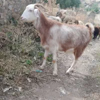 بزقاله ماده