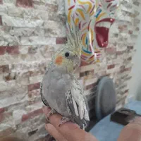 عروس هلندی ماده