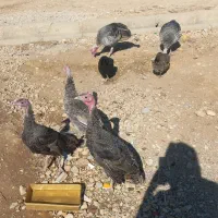 بوقلمون|حیوانات مزرعه|یاسوج, |دیوار