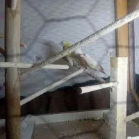 فنچ  گلدین|پرنده|تهران, شمیران‌نو|دیوار