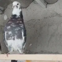 کفتر