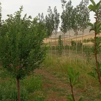 باغ ۴۰۰۰ متری آب لوله کشی مجوز رسمی سرمایه گذاری|فروش خانه و ویلا|بلبان آباد, |دیوار