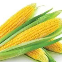 ذرت