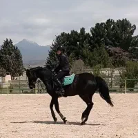 آموزش سوارکاری ویژه بانوان و کودکان