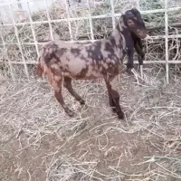 ۱راس بزغاله ماده پاکستانی رنگ زیبای پلنگی