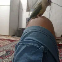 طوطی گرنچیک|پرنده|کهنوج, |دیوار