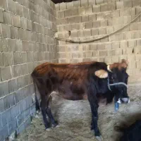 گاومحلی