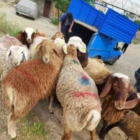 فروش گوسفند و بره عقیقه و قربانی به صرفه