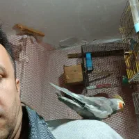 عروس هلندی رام وسخنگو مولد|پرنده|کلاچای, |دیوار