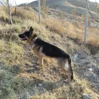 ژرمن شپرد اصیل