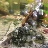 واگذاری ماهی