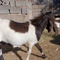 نر بز پاکستانی اصل وماده بز|حیوانات مزرعه|آبعلی, |دیوار