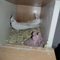 یک جفت عروس هلندی مولد