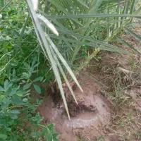 نیازمند کار در فهرج و نرماشیر