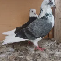 ۶ عدد کفتر خوب